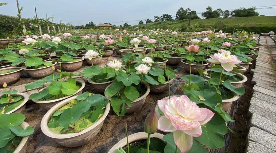 vuon-sen-10-000-chau-o-thai-binh