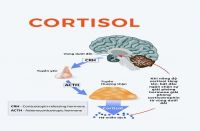 Cortisol là gì